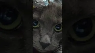 Thumbnail: My palico is too Adorable for you to handle