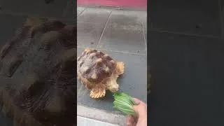 Thumbnail: Si Kura-Kura Lagi Makan, Bisa Habis Secepat Ini? 😱🐢 #shorts