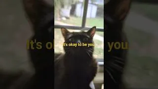 Thumbnail: Dance Cat Dance