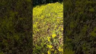 Thumbnail: Flowering Viking Cabin Turf Roof #shorts