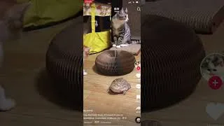 Thumbnail: Cute cat and the frog #cuteanimals #cutecat #cat #catlover #kitty #funny #frog #dog #viralvideo