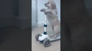 Thumbnail: Cute puppies living their best lives 💖#cuteanimals #puppy #viralvideo #viralshorts