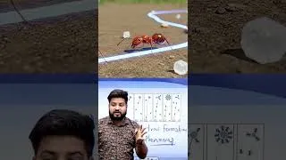 Thumbnail: चींटी अपना खाना कैसे खोजती है? 🐜 रहस्य जानकर चौंक जाएंगे! #shorts