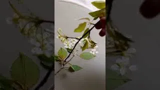 Thumbnail: Printing wild Pin Cherry blossoms into wet clay - ceramic process