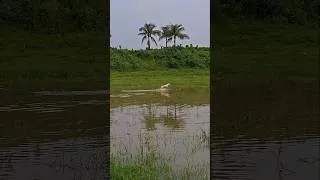 Thumbnail: Finding Frog.