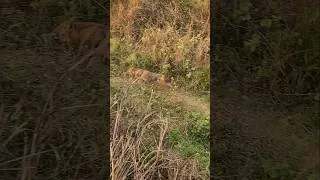 Thumbnail: Ferocious Fox - 3