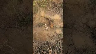 Thumbnail: Ferocious Fox - 2