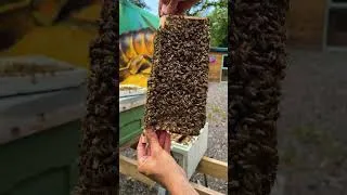 Thumbnail: From tree to nuc with a strap 🐝