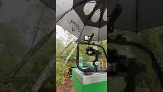 Thumbnail: #Rain #Owls #Ladders #Callaway #Bees