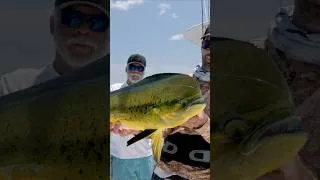 Thumbnail: We Found 1000’s of Fish Swimming Under a Floating Log