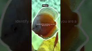 Thumbnail: Rare Discus fish you need to see in Pune😱 #discusfish #aquarium #fishhobby