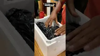 Thumbnail: Why did I pack flowerhorn fish in black bag? How to order aquarium fishes online in India?
