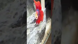 Thumbnail: Red Betta's First Day in His Dream aquarium #bettafish #aquascape #setup