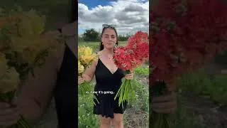 Thumbnail: 6 months flower farm transformation 🌷