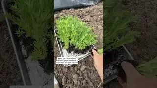 Thumbnail: Plastic seed trays ❌ Soil Blocks ✅