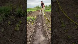 Thumbnail: Is sowing cover crops in pathways a bad idea?