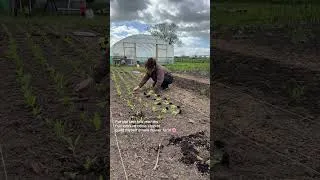 Thumbnail: 4,000 plants in the ground - what a relief!