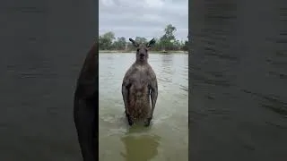 Thumbnail: Man rescues dog from kangaroo's attempted drowning! #shorts #dogrescue #wildlife