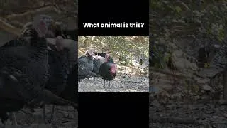 Thumbnail: What Animal Makes This Sound? #004