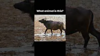 Thumbnail: What Animal Makes This Sound? #003
