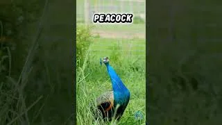 Thumbnail: 🦚 Peacock Sound | Realistic Peacock Call for Kids #animalsounds