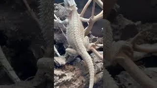 Thumbnail: Stunning Bearded Dragon Shows Off Amazing Colors