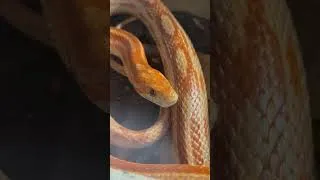 Thumbnail: This Corn Snake's Hidden Beauty Will Leave You Speechless