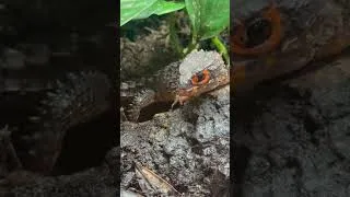 Thumbnail: Adorable Red Eye Crocodile Skink Mama Protecting Her Precious Baby!