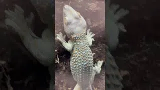 Thumbnail: Mesmerizing Tokay Gecko: A Stunning Sight To Behold