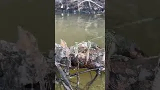 Thumbnail: What are these CRAZY looking THINGS? 😳￼ #shorts
