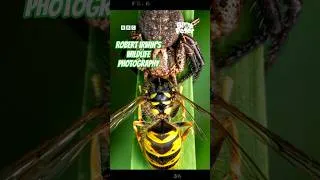 Thumbnail: Robert Irwin Commits to the Shot with AMAZING Nature Photos! 🕷️🌿