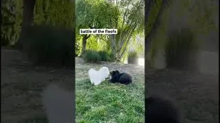 Thumbnail: Pomeranian Puppies do Battle #Shorts