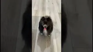 Thumbnail: My Crazy Puppy Happy Dance #Shorts