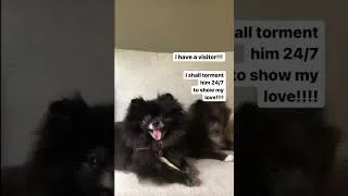 Thumbnail: Pomeranian Puppy Torments his Fluffy Visitor!! #Shorts