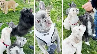 Thumbnail: Cute Puppies Going Crazy for Treats!! #Shorts