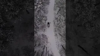 Thumbnail: Alone in the snowy forest