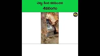 Thumbnail: చెట్టు మొదట్లో కనిపించిన శివలింగం | telugu facts | amazing facts | BMC Facts #telugu #telugufacts
