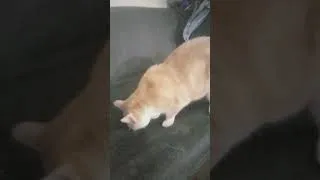Thumbnail: My Cat 1