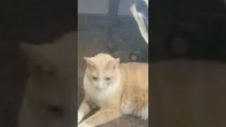 Thumbnail: My Cat