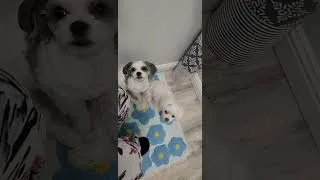 Thumbnail: Never leave Mommy alone 🤣 ตามแม่ทุกที่ นอนเฝ้าแม่ในห้องน้ำ🤣🤣
