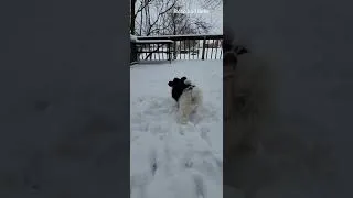 Thumbnail: Snow day Bobo and Bebe เล่นหิมะกันงับ🐶🐶❣️
