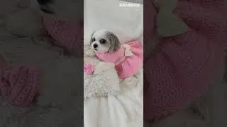 Thumbnail: Happy Valentines 🐶🐶❣️❣️สุขสันต์วาเลนไทน์