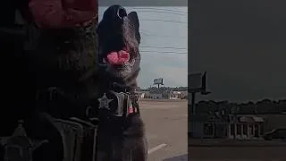 Thumbnail: Here's What A K9 Officer Loves The Most