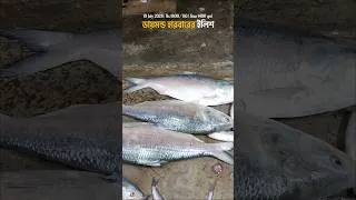 Thumbnail: ডায়মন্ড হারবারে ইলিশের কেজি কত? আজকেই কিনলাম! 😱 | Diamond Harbour Ilish #shorts #DiamondHarbourIlish
