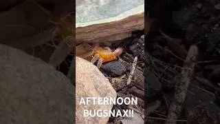 Thumbnail: The buggies are out and snacking! snake shed for protein and peppers too #isopod #bioactive