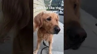 Thumbnail: my dog does not in fact like the lizard #lizard #reptiles #goldenretriever