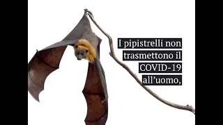 Thumbnail: Covid 19 Bats (Italian)