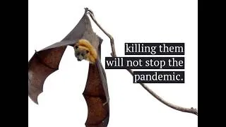Thumbnail: Bats are not to blame for COVID-19