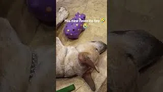 Thumbnail: Clyde playing with his new favorite toy. decided to jump on the squeaky pig trend #dog #puppyvideos