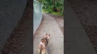 Thumbnail: Clyde enjoying the sounds of Florida mornings #floridanature #dogwalking #dogwalk #floridalife #dog